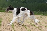 BARZOI 016